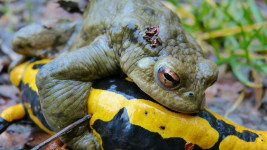 mlok common-toad-102946 1280
